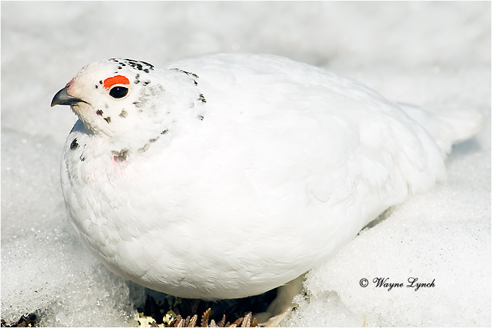 White-tailed Ptarmigan 108 by Dr. Wayne Lynch &copy;